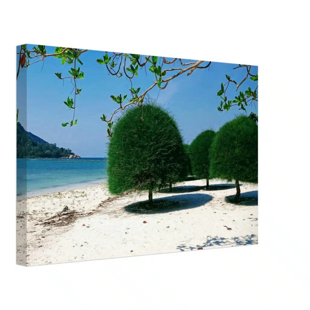 Tree Beach Koh Phangan Thailand Canvas Tree Beach Koh Phangan Thailand Canvas